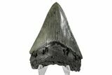 Serrated, Fossil Megalodon Tooth - South Carolina #170450-1